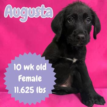 Augusta -  Mixed Breed Dog for Adoption in Sorrento, Louisiana - Augusta | PetCurious