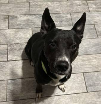 Terrier and Australian Cattle Dog Blue Heeler Dogs Available for Adoption in Sadler, Texas - Diva  | PetCurious