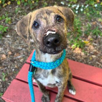 Ranger -  Mixed Breed Dog for Adoption in Chattanooga, Tennessee - Ranger | PetCurious