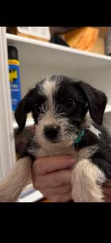 Brisa -  Terrier and Dachshund Dog for Adoption in Holly Springs, North Carolina - Brisa | PetCurious