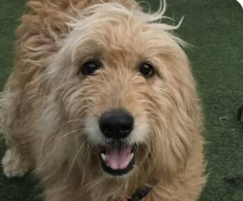 Sia -  Goldendoodle Dog for Adoption in San Ramon, California - Sia | PetCurious