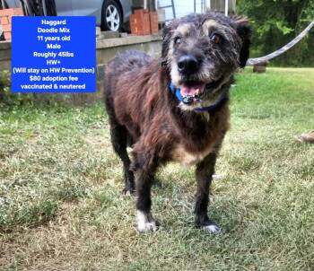 Haggard -  Labradoodle Dog for Adoption in Oviedo, Florida - Haggard | PetCurious