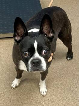 Rescue Mixed Breed Dogs for Adoption in Chamblee, Georgia - Buster | PetCurious