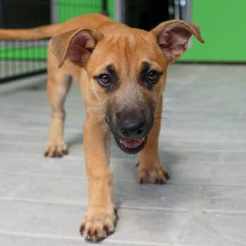 Sorbet -  Mixed Breed Dog for Adoption in Bradenton, Florida - Sorbet | PetCurious