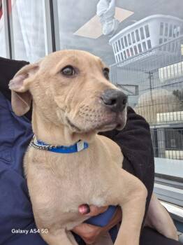 Labrador Retriever and Mixed Breed Dogs Available for Adoption in Parma, Ohio - Kilimanjaro | PetCurious