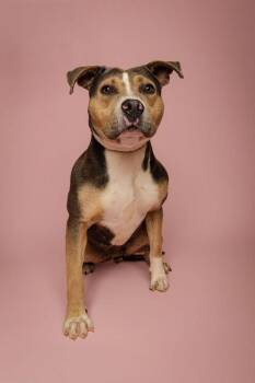 Flower -  Pit Bull Terrier Dog for Adoption in Jackson, Georgia - Flower | PetCurious
