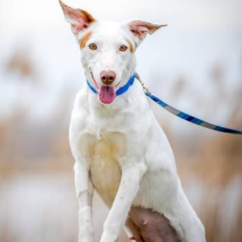 Portuguese Podengo and Greyhound Dogs Available for Adoption in Hanson, Massachusetts - Vixen | PetCurious