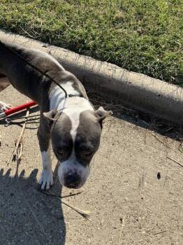 Rescue Pit Bull Terrier Dogs for Adoption in Dallas, Texas - SABRINA | PetCurious