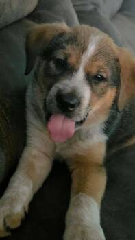 Beagle Dogs Available for Adoption in Ladonia, Texas - Loki | PetCurious