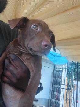 Khaleesi -  Labrador Retriever Dog for Adoption in Houston, Texas - Khaleesi | PetCurious