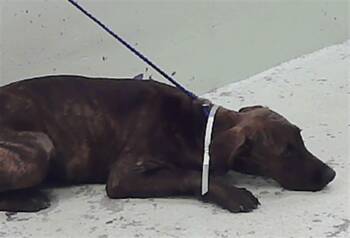A2080341 -  Plott Hound and Mixed Breed Dog for Adoption in Houston, Texas - A2080341 | PetCurious