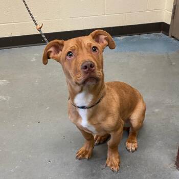 Mint -  Mixed Breed Dog for Adoption in Memphis, Tennessee - Mint | PetCurious