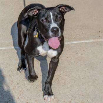 ROMANCE -  Pit Bull Terrier and Mixed Breed Dog for Adoption in St. Louis, Missouri - ROMANCE | PetCurious