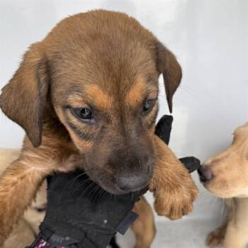 A657971 -  Labrador Retriever Dog for Adoption in Houston, Texas - A657971 | PetCurious
