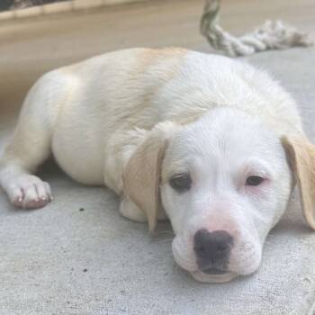 Rescue Yellow Labrador Retriever Dogs for Adoption in Baton Rouge, Louisiana - Gamora | PetCurious