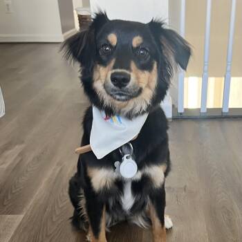 Australian Shepherd Dogs Available for Adoption in Hughesville, Maryland - Stella | PetCurious