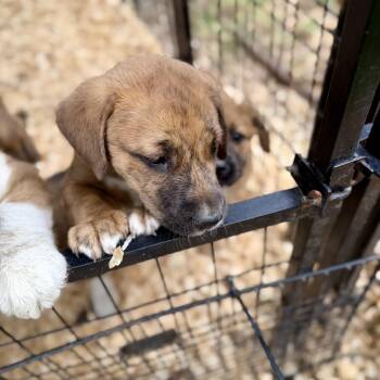 Collie Dogs Available for Adoption in Fosters, Alabama - BRYER | PetCurious