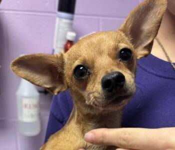 61531760 -  Chihuahua and Mixed Breed Dog for Adoption in El Paso, Texas - 61531760 | PetCurious