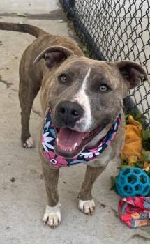 Pit Bull Terrier and Mixed Breed Dogs Available for Adoption in Tulsa, Oklahoma - AMARI | PetCurious