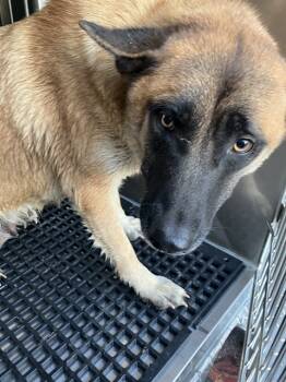 Rescue Mixed Breed Dogs for Adoption in Dallas, Texas - SHEBA | PetCurious