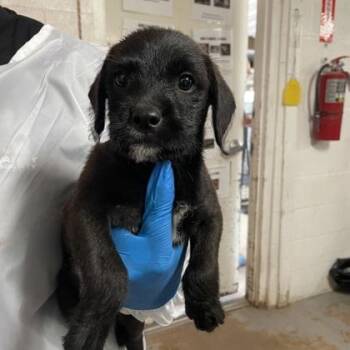 Boom Boom -  Standard Poodle and Labrador Retriever Dog for Adoption in Morton Grove, Illinois - Boom Boom | PetCurious