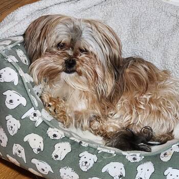 Shih Tzu and Maltese Dogs Available for Adoption in Glenelg, Maryland - Sherlock | PetCurious