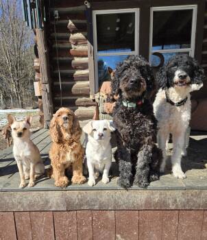 Labradoodle and Poodle Dogs Available for Adoption in Friendship, New York - Dixie | PetCurious