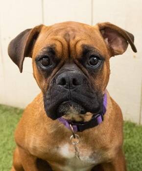 Berryessa -  Boxer Dog for Adoption in Encinitas, California - Berryessa | PetCurious