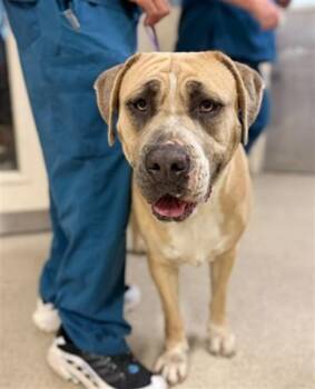 MAISY -  Mastiff and Mixed Breed Dog for Adoption in Riverside, California - MAISY | PetCurious