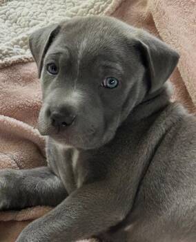 Chipotle Lonestar -  Pit Bull Terrier Dog for Adoption in Rockaway, New Jersey - Chipotle Lonestar | PetCurious