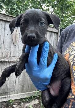 Dunlop -  Labrador Retriever and Australian Shepherd Dog for Adoption in Bull Valley, Illinois - Dunlop | PetCurious