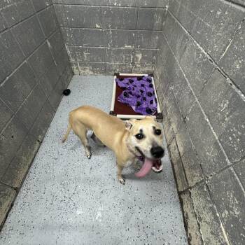 Auburn -  Mixed Breed Dog Available for Adoption in Huntsville, Alabama - Auburn | PetCurious