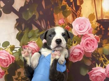 KINLEY -  Pit Bull Terrier and Mixed Breed Dog Available for Adoption in San Bernardino, California - KINLEY | PetCurious