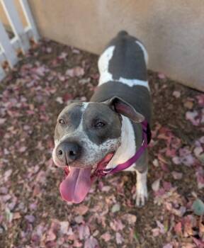 Squash -  Pit Bull Terrier Dog for Adoption in Santa Rosa, California - Squash | PetCurious