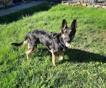 German Shepherd Dog Dogs Available for Adoption - Hildi | PetCurious