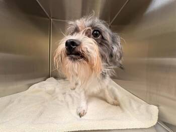 PANDA -  Papillon and Cairn Terrier Dog for Adoption in Tustin, California - PANDA | PetCurious