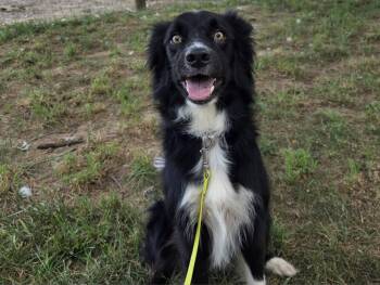Rescue Border Collie Dogs for Adoption in Chestertown, Maryland - Beckett | PetCurious