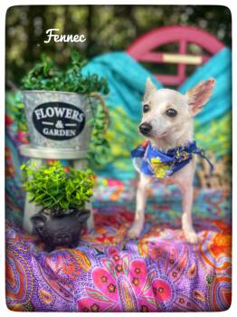 Fennec -  Chihuahua Dog for Adoption in Sebring, Florida - Fennec | PetCurious