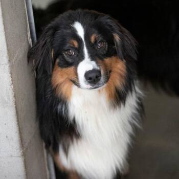 Australian Shepherd Dogs Available for Adoption in Peyton, Colorado - Oreo (MY26-24) | PetCurious