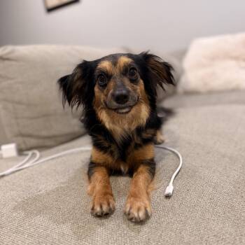 Skye -  Chihuahua and Dachshund Dog for Adoption in Warrior, Alabama - Skye | PetCurious