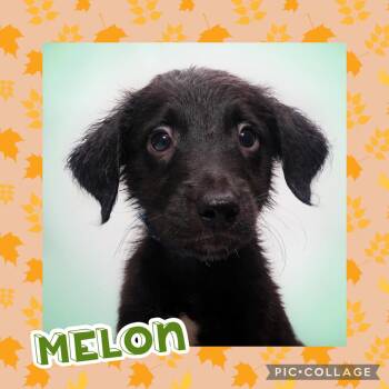 Melon -  Terrier Dog for Adoption in Ringwood, New Jersey - Melon | PetCurious