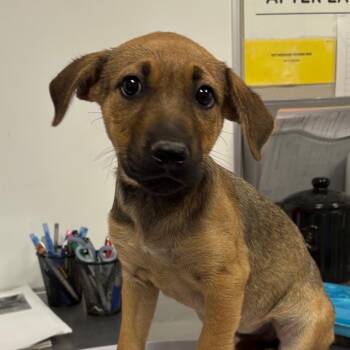 Mixed Breed Dogs Available for Adoption in Yuma, Arizona - Gemmy | PetCurious