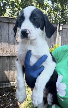 Panthro -  Great Dane and Border Collie Dog for Adoption in Bull Valley, Illinois - Panthro | PetCurious