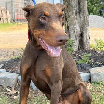 Ben -  Doberman Pinscher Dog for Adoption in Columbia, South Carolina - Ben | PetCurious