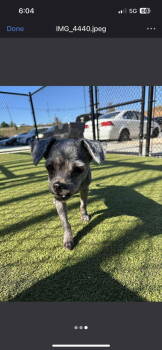 Rescue Mixed Breed Dogs for Adoption in New York, New York - Ellie (GA) | PetCurious