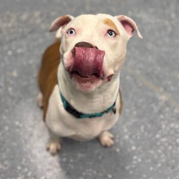 Mixed Breed Dogs Available for Adoption - Bubba Blue | PetCurious