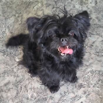 Gremlin -  Shih Tzu Dog for Adoption in Moses Lake, Washington - Gremlin | PetCurious