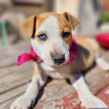 Retriever and Catahoula Leopard Dog Dogs Available for Adoption in Corpus Christi, Texas - Josie | PetCurious