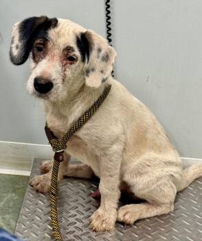 Ranger -  Hound and Mixed Breed Dog for Adoption in Danielsville, Georgia - Ranger | PetCurious