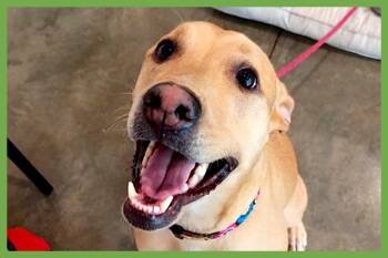 Hattie -  Labrador Retriever and Carolina Dog Dog for Adoption in Amherst, Massachusetts - Hattie | PetCurious